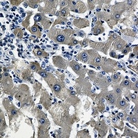 Cytochrome P450 2D6 Rabbit Monoclonal Antibody