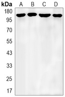APC Rabbit Monoclonal Antibody (APC)