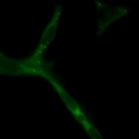APC Rabbit Monoclonal Antibody (APC)
