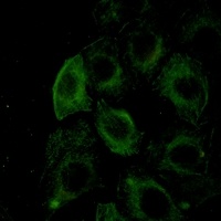 Filamin A/B (Phospho-S2152/2107) Antibody