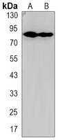 RSK3 Antibody