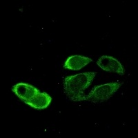 TRIM25 Rabbit Monoclonal Antibody