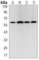 TRAF6 Antibody