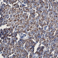 TOM20 Antibody