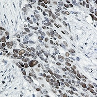 TCF7L2 Rabbit Monoclonal Antibody