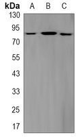 STAT3 (Phospho-S727) Rabbit Monoclonal Antibody
