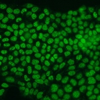 PCNA Antibody