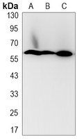 NRF1 Antibody