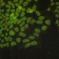 NRF1 Antibody