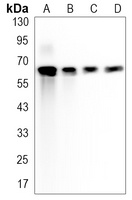LTA4H Rabbit Monoclonal Antibody