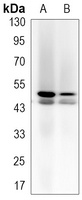 JNK1 Antibody