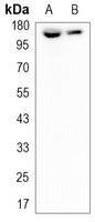 CD49e Rabbit Monoclonal Antibody