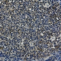 HSP90 alpha/beta Antibody