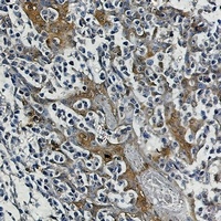 HSP70 Rabbit Monoclonal Antibody