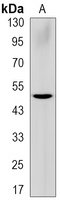 GSDMD-CT Rabbit Monoclonal Antibody
