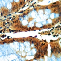 GAPDH Rabbit Monoclonal Antibody