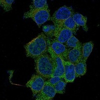 GAPDH Rabbit Monoclonal Antibody