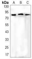 FOXO3 (Phospho-S253) Rabbit Monoclonal Antibody
