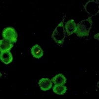 ATG5 Antibody