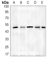 Alpha-tubulin 4a Rabbit Monoclonal Antibody