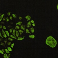 GSK3 beta (Phospho-S9) Antibody