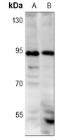 NRF2 (Phospho-S40) Antibody