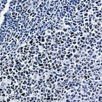 NRF2 (Phospho-S40) Antibody