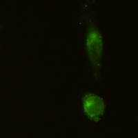 CD91 Rabbit Monoclonal Antibody