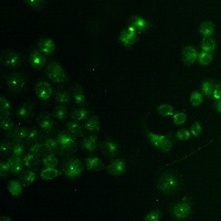 TCF6 Rabbit Monoclonal Antibody