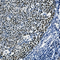 CDC46 Rabbit Monoclonal Antibody