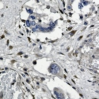 GNB2 Rabbit Monoclonal Antibody