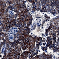 BCL2 Antibody