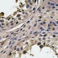FAM3A Antibody