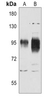 CD54 Rabbit Polyclonal Antibody