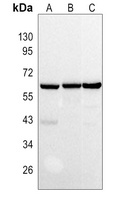 TRAF6 Antibody