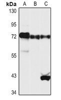 YAP1 Rabbit Polyclonal Antibody