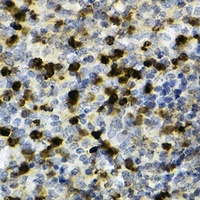 CD11b Rabbit Polyclonal Antibody
