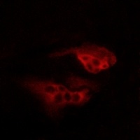 GPR136 Rabbit Polyclonal Antibody