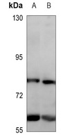 GPR108 Rabbit Polyclonal Antibody