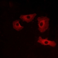 GPR152 Antibody