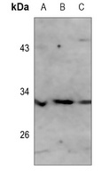 PI-TP alpha Rabbit Polyclonal Antibody