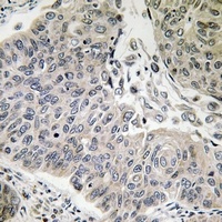BRP44 Rabbit Polyclonal Antibody