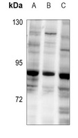 GTF3C4 Rabbit Polyclonal Antibody