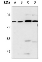 RBAK Rabbit Polyclonal Antibody