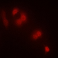 Zhangfei Rabbit Polyclonal Antibody