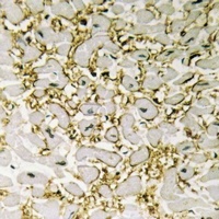 CD247 Antibody