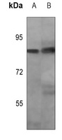 OCT1 (Phospho-S385) Antibody