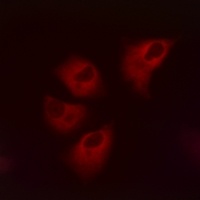 Kir5.1 (Phospho-S416) Antibody