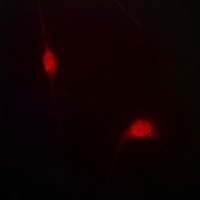 JIP1 (Phospho-T103) Antibody