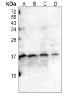 CD247 (Phospho-Y142) Antibody